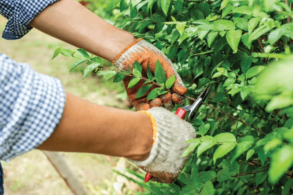Photo of a person pruning